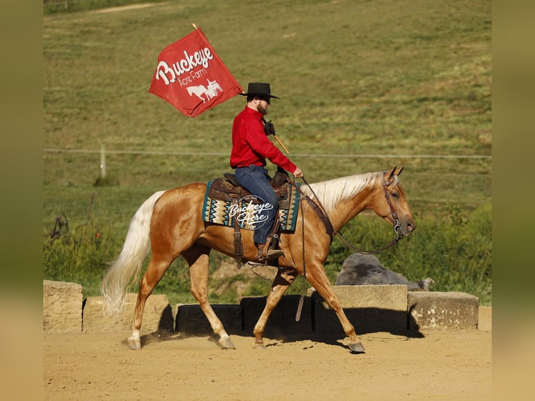 American Quarter Horse Gelding 4 years 15 hh Palomino in Millersburg OH