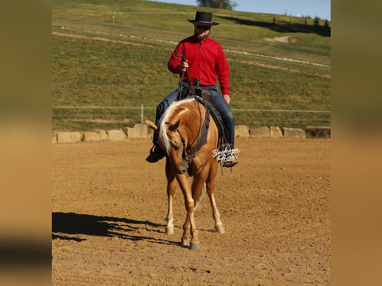 American Quarter Horse Gelding 4 years 15 hh Palomino in Millersburg OH