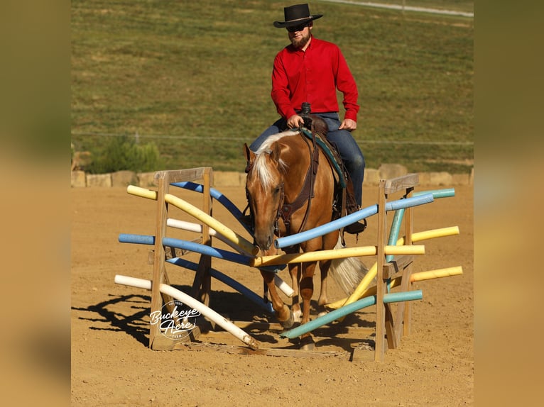 American Quarter Horse Gelding 4 years 15 hh Palomino in Millersburg OH