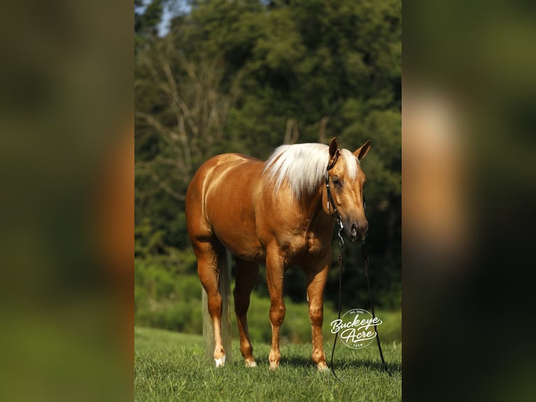 American Quarter Horse Gelding 4 years 15 hh Palomino in Millersburg OH