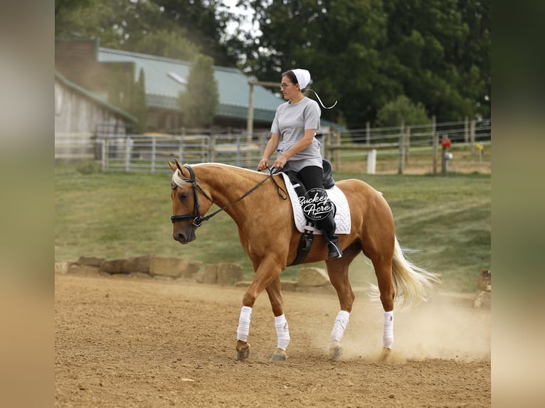 American Quarter Horse Gelding 4 years 15 hh Palomino in Millersburg OH
