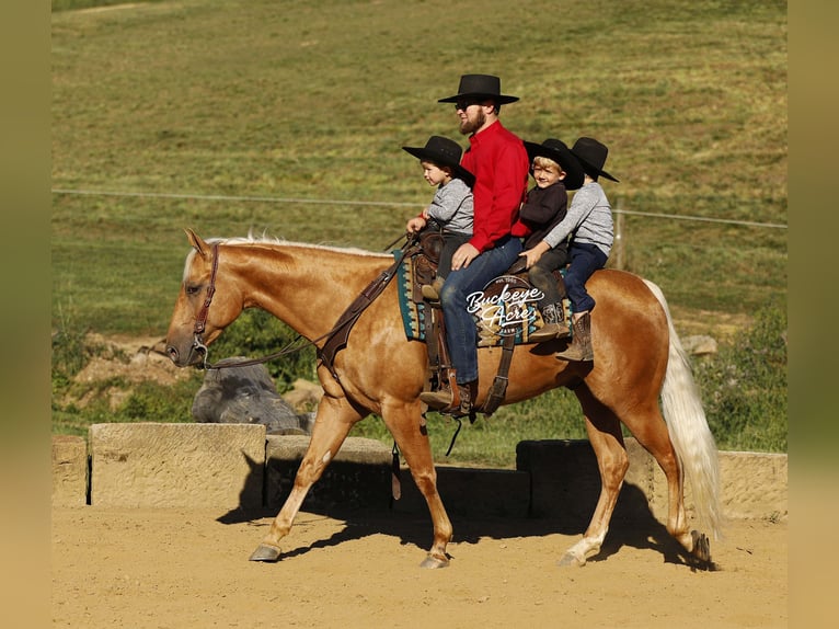 American Quarter Horse Gelding 4 years 15 hh Palomino in Millersburg OH