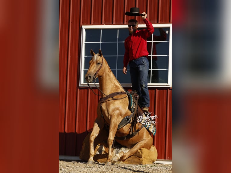 American Quarter Horse Gelding 4 years 15 hh Palomino in Millersburg OH