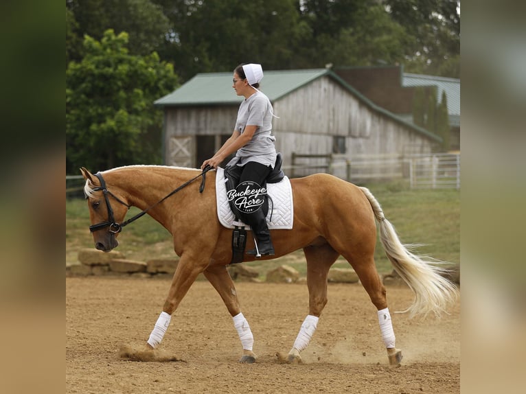 American Quarter Horse Gelding 4 years 15 hh Palomino in Millersburg OH