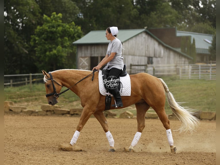 American Quarter Horse Gelding 4 years 15 hh Palomino in Millersburg OH