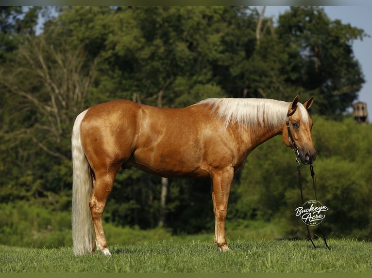 American Quarter Horse Gelding 4 years 15 hh Palomino in Millersburg OH