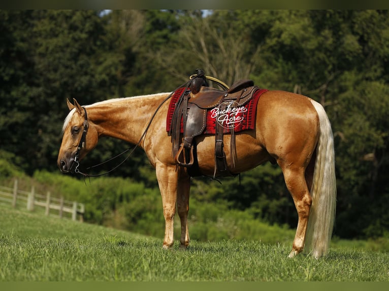 American Quarter Horse Gelding 4 years 15 hh Palomino in Millersburg OH