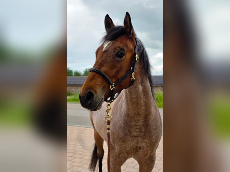 American Quarter Horse Gelding 4 years 15 hh Roan-Bay in Crailsheim
