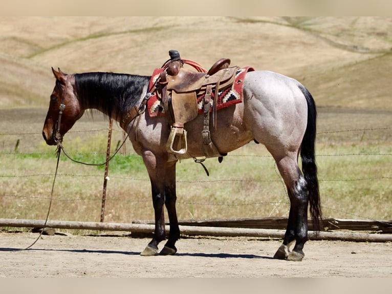 American Quarter Horse Gelding 4 years 15 hh Roan-Bay in Tres Pinos