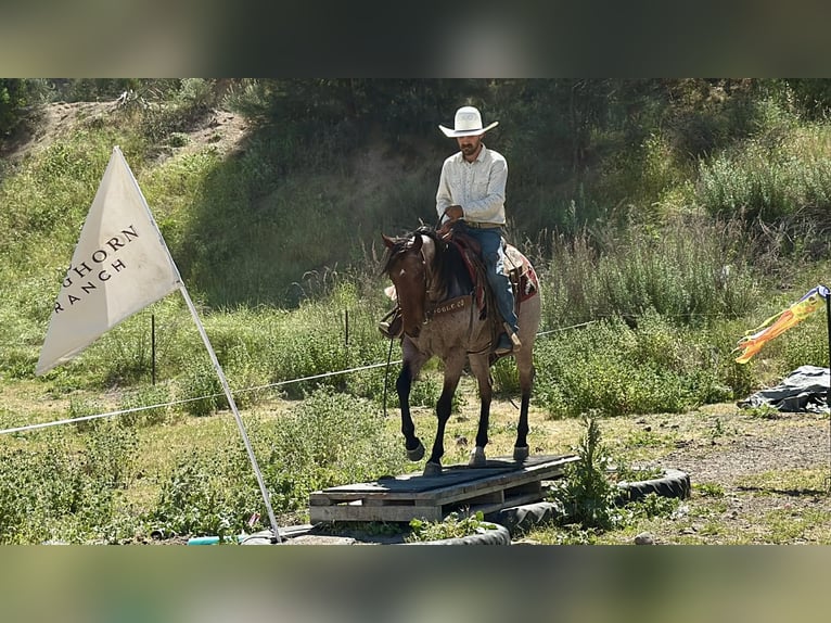 American Quarter Horse Gelding 4 years 15 hh Roan-Bay in Tres Pinos