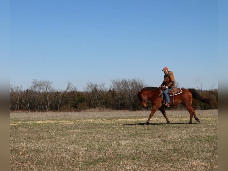 American Quarter Horse Gelding 4 years 15 hh Roan-Bay in Holdenville