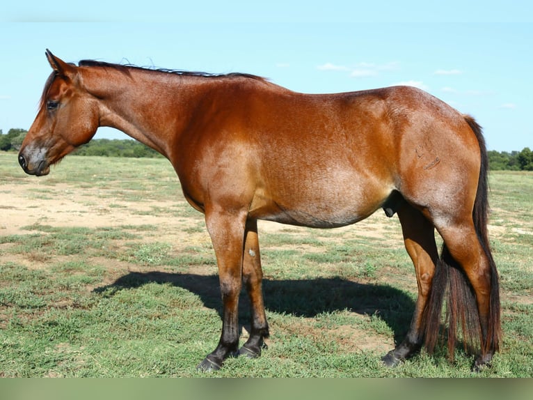 American Quarter Horse Gelding 4 years 15 hh Roan-Bay in Holdenville
