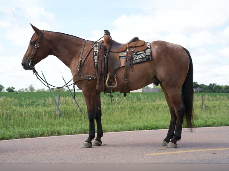 American Quarter Horse Gelding 4 years 15 hh Roan-Bay in Corsica