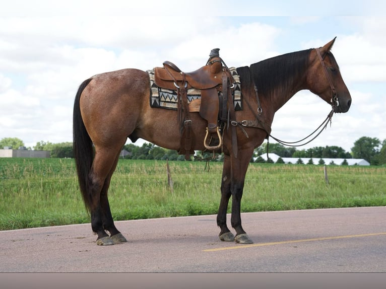 American Quarter Horse Gelding 4 years 15 hh Roan-Bay in Corsica