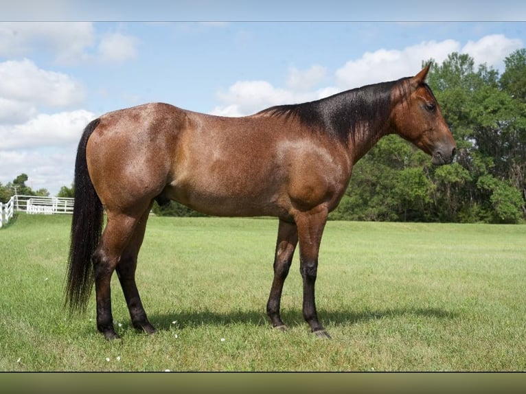 American Quarter Horse Gelding 4 years 15 hh Roan-Bay in Corsica