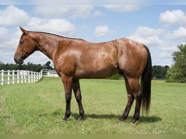 American Quarter Horse Gelding 4 years 15 hh Roan-Bay in Corsica