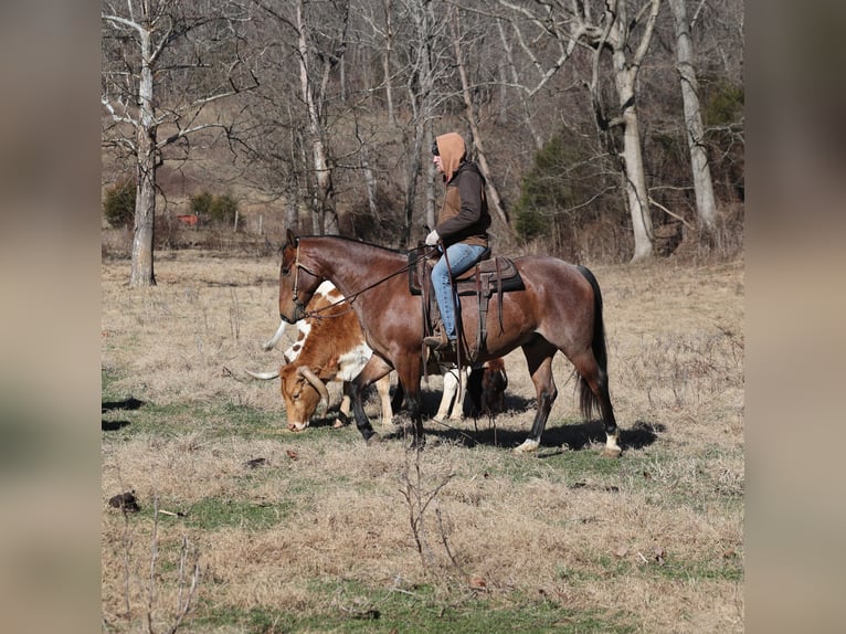 American Quarter Horse Gelding 4 years 15 hh Roan-Bay in Mount Vernon