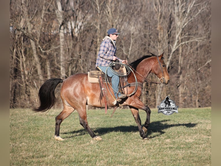 American Quarter Horse Gelding 4 years 15 hh Roan-Bay in Mount Vernon