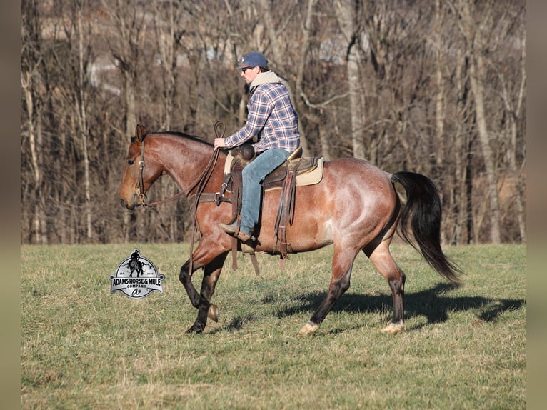 American Quarter Horse Gelding 4 years 15 hh Roan-Bay in Mount Vernon