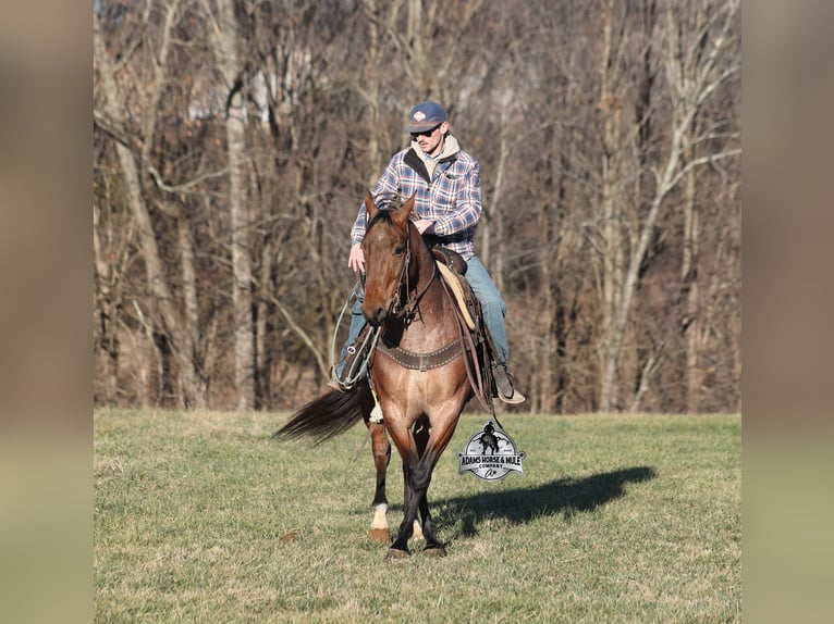 American Quarter Horse Gelding 4 years 15 hh Roan-Bay in Mount Vernon