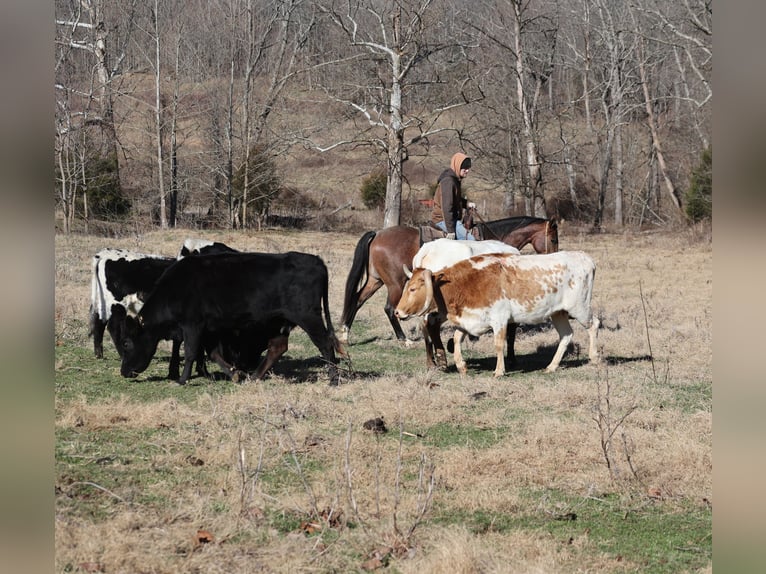 American Quarter Horse Gelding 4 years 15 hh Roan-Bay in Mount Vernon