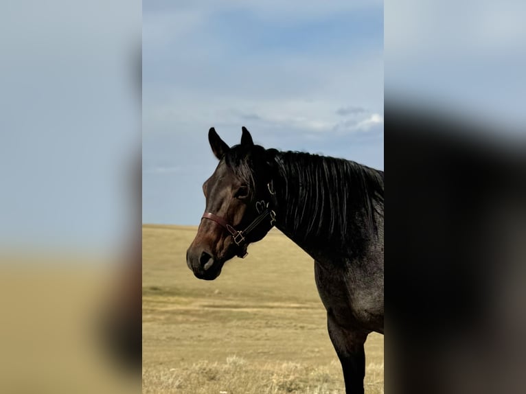 American Quarter Horse Gelding 4 years 15 hh Roan-Bay in Power