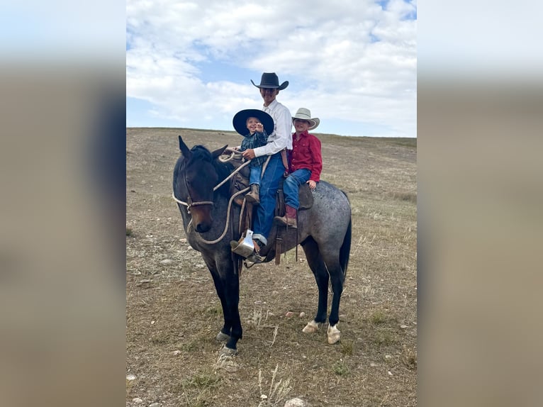 American Quarter Horse Gelding 4 years 15 hh Roan-Bay in Power