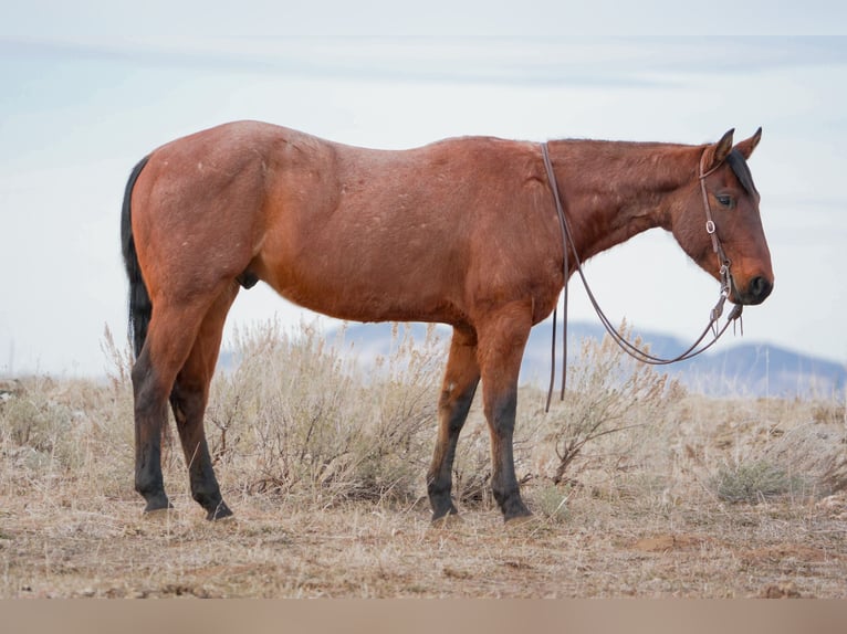 American Quarter Horse Gelding 4 years 15 hh Roan-Bay in Saint Anthony