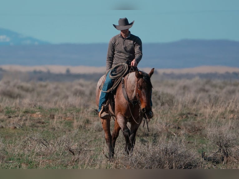 American Quarter Horse Gelding 4 years 15 hh Roan-Bay in Saint Anthony