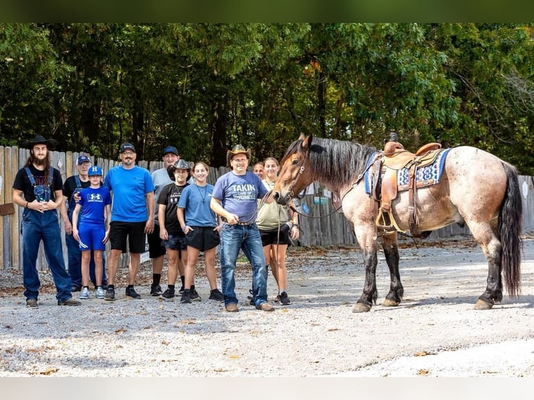 American Quarter Horse Gelding 4 years 15 hh Roan-Bay in Mountain Grove MO