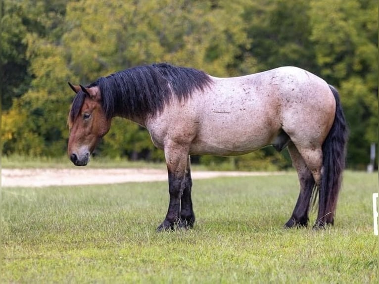 American Quarter Horse Gelding 4 years 15 hh Roan-Bay in Mountain Grove MO