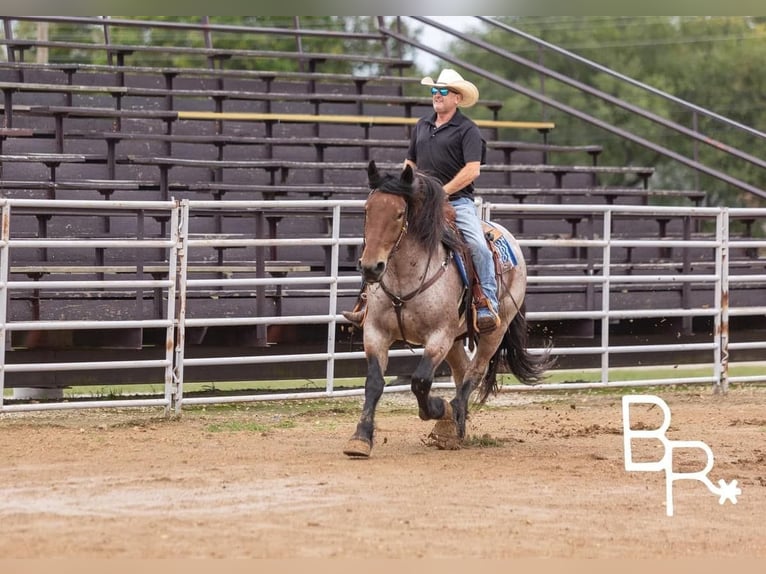 American Quarter Horse Gelding 4 years 15 hh Roan-Bay in Mountain Grove MO