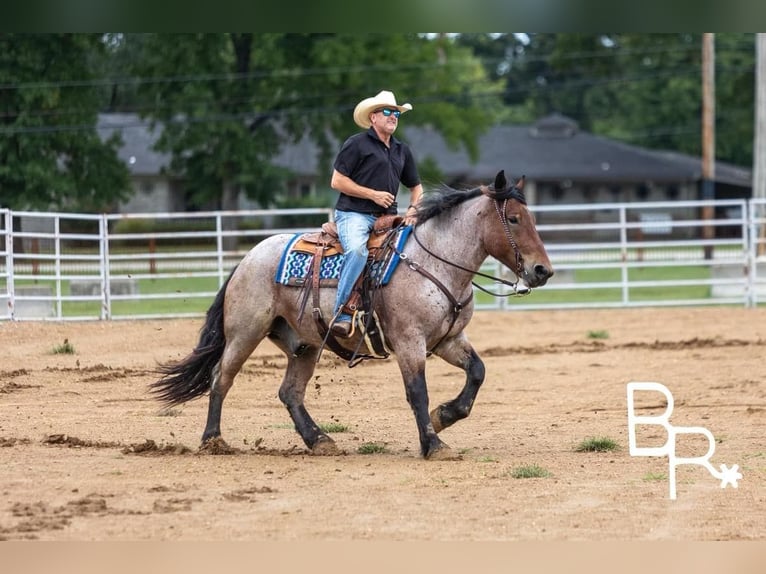 American Quarter Horse Gelding 4 years 15 hh Roan-Bay in Mountain Grove MO