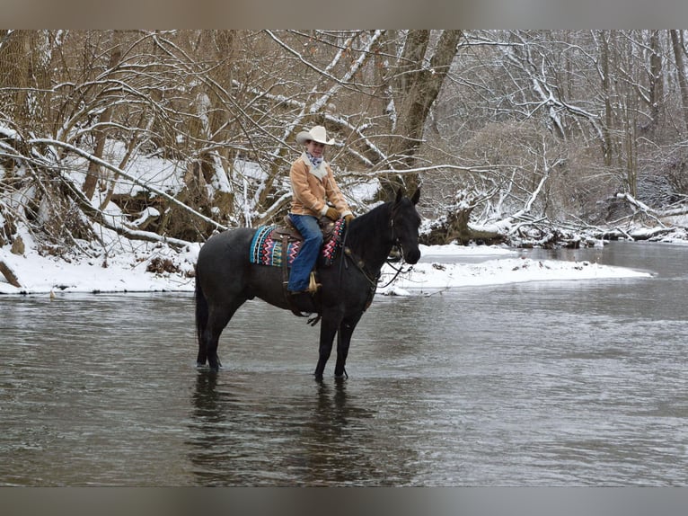 American Quarter Horse Gelding 4 years 15 hh Roan-Blue in Lebanon, PA