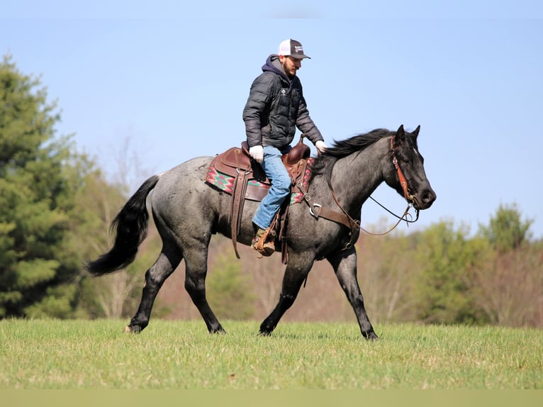American Quarter Horse Gelding 4 years 15 hh Roan-Blue in Clarion