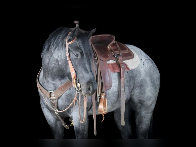 American Quarter Horse Gelding 4 years 15 hh Roan-Blue in Clarion