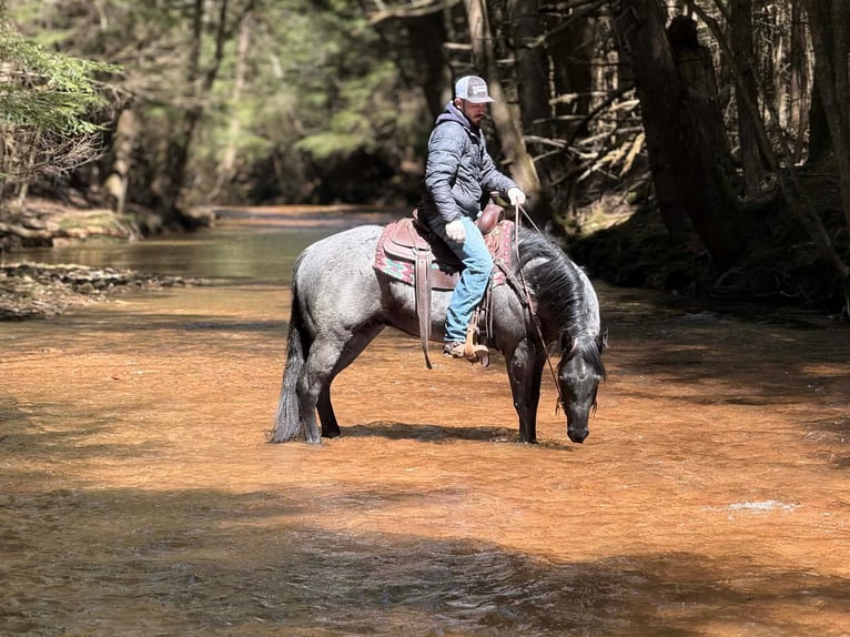 American Quarter Horse Gelding 4 years 15 hh Roan-Blue in Clarion