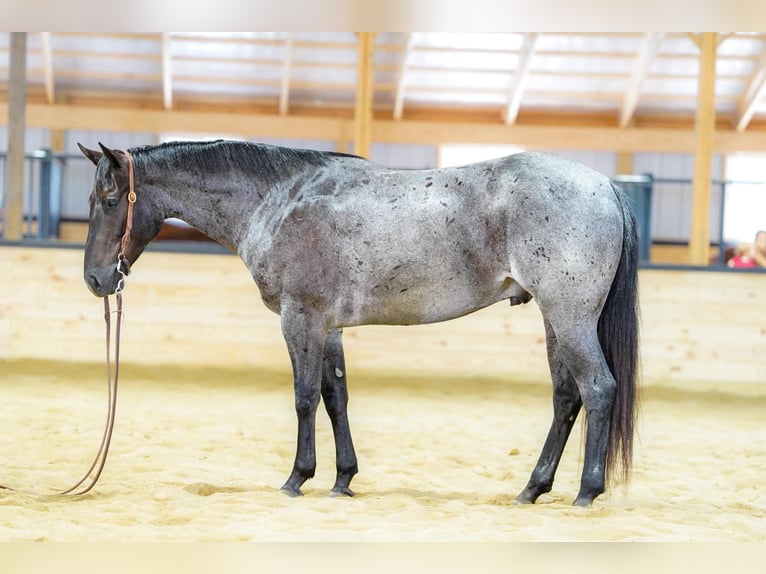 American Quarter Horse Gelding 4 years 15 hh Roan-Blue in Rebersburg