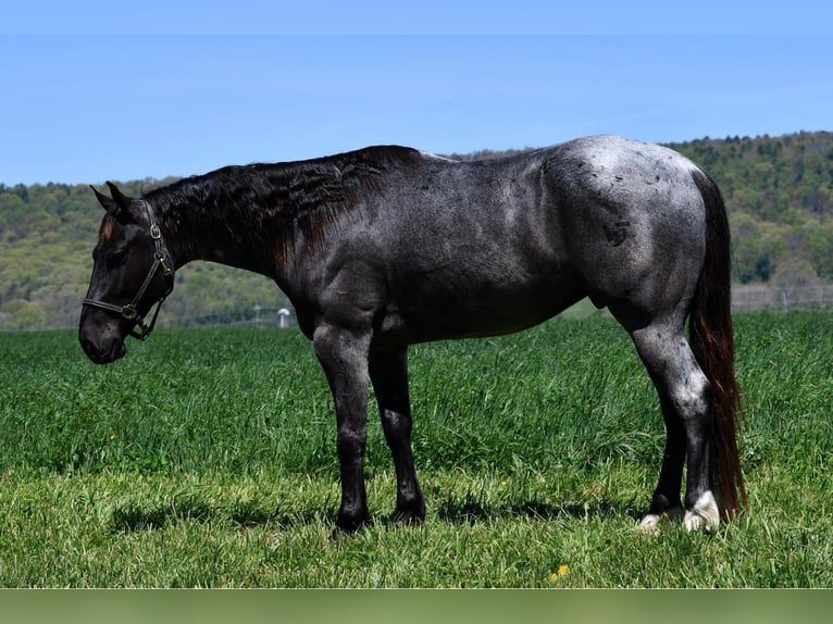 American Quarter Horse Gelding 4 years 15 hh Roan-Blue in Rebersburg