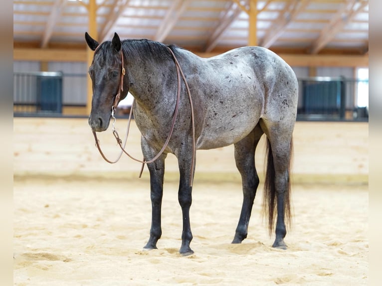 American Quarter Horse Gelding 4 years 15 hh Roan-Blue in Rebersburg