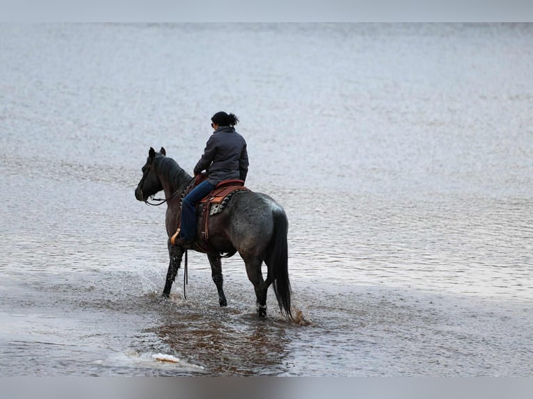 American Quarter Horse Gelding 4 years 15 hh Roan-Blue in Ripley