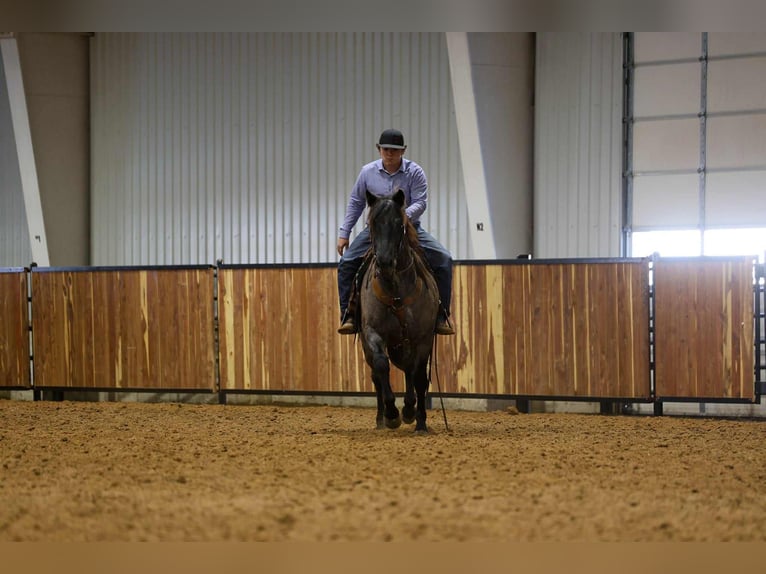 American Quarter Horse Gelding 4 years 15 hh Roan-Blue in Ripley