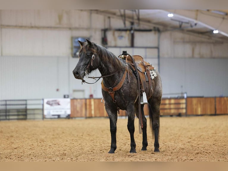 American Quarter Horse Gelding 4 years 15 hh Roan-Blue in Ripley