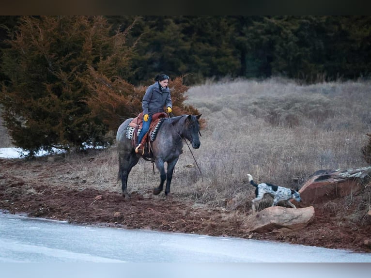 American Quarter Horse Gelding 4 years 15 hh Roan-Blue in Ripley