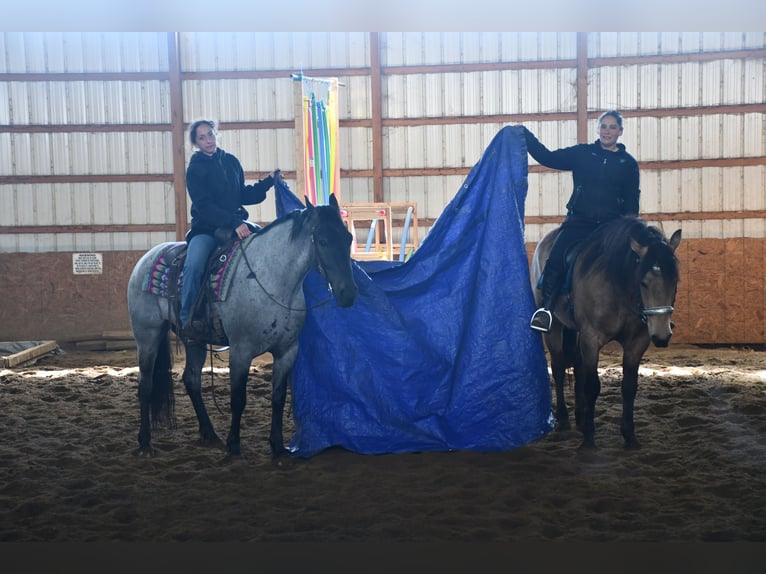 American Quarter Horse Mix Gelding 4 years 15 hh Roan-Blue in Strasburg