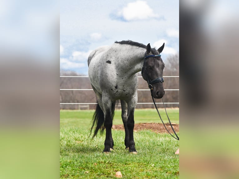 American Quarter Horse Mix Gelding 4 years 15 hh Roan-Blue in Strasburg