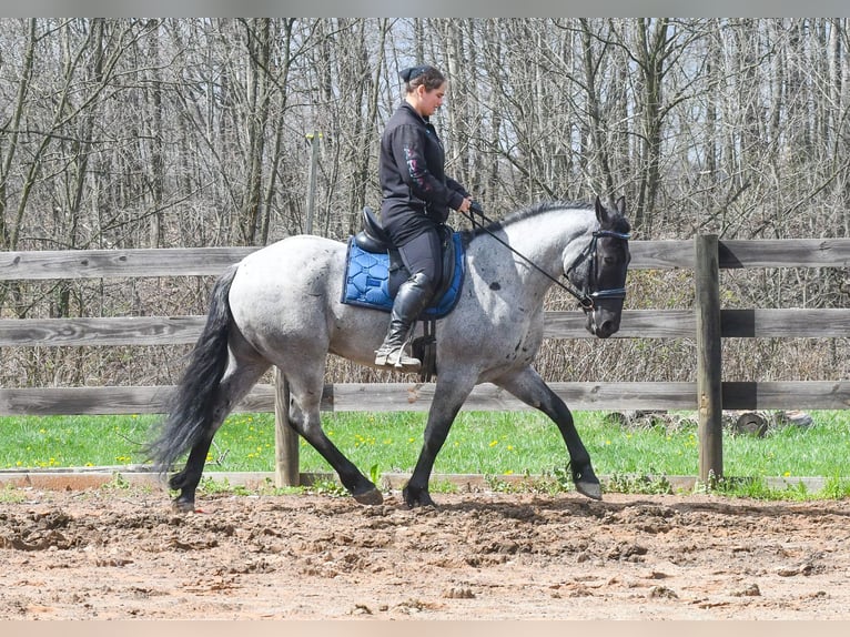 American Quarter Horse Mix Gelding 4 years 15 hh Roan-Blue in Strasburg