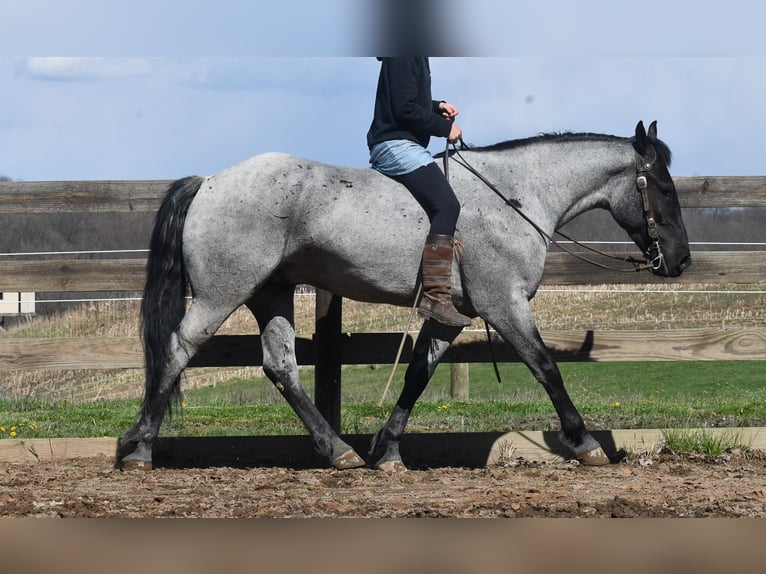 American Quarter Horse Mix Gelding 4 years 15 hh Roan-Blue in Strasburg
