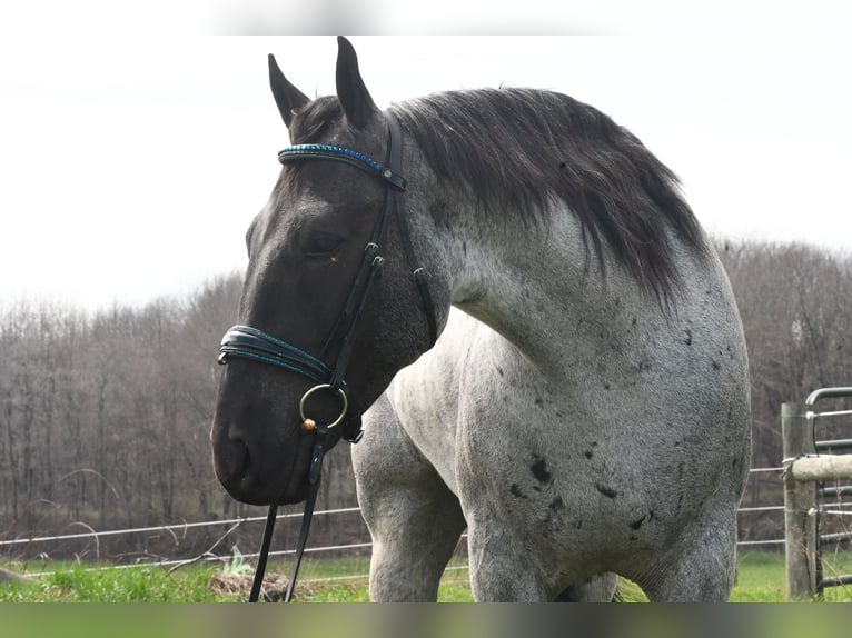 American Quarter Horse Mix Gelding 4 years 15 hh Roan-Blue in Strasburg
