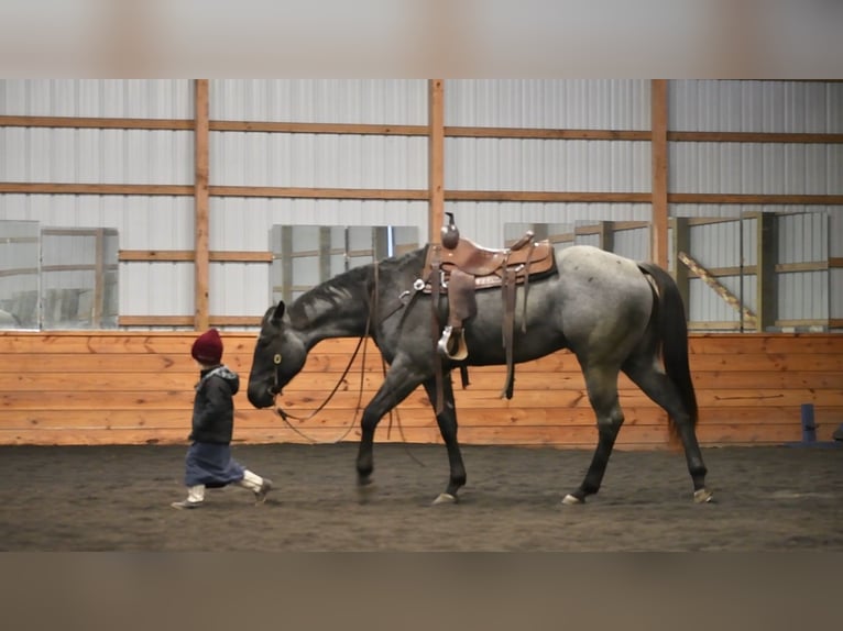 American Quarter Horse Gelding 4 years 15 hh Roan-Blue in Rebersburg, PA
